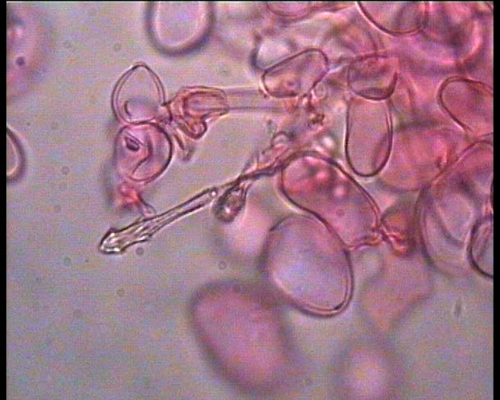 Cystoderma terreyi  var. nogalesii    Ban.Beltr. & Hein.